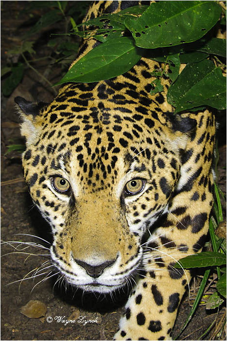 Jaguar 114 by Dr. Wayne Lynch &copy;